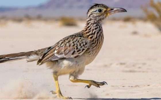 MAI-Image-1 di Microsoft per generare immagini AI su Bing