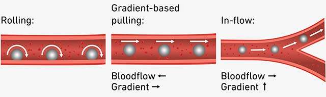 Come si muovono i microrobot nei vasi sanguigni