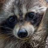 Ubuntu 26.04 LTS con GNOME 50, Showtime e Resources