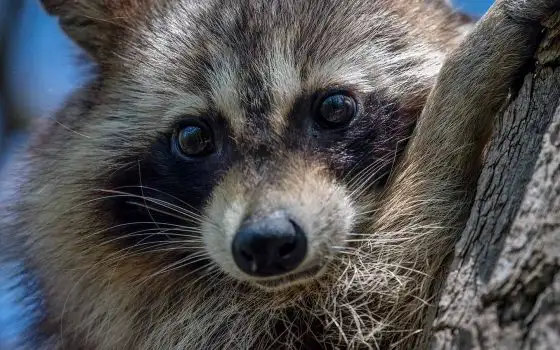 Ubuntu 26.04 LTS con GNOME 50, Showtime e Resources