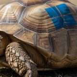 Windows 11: Esplora file è più lento di una tartaruga