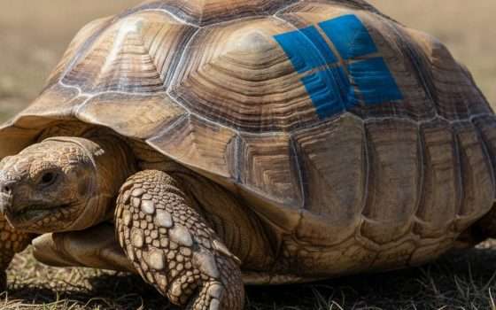 Windows 11: Esplora file è più lento di una tartaruga