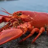 OpenAI assume il fondatore di OpenClaw: agenti AI per tutti