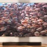 Le nuove Fire TV di Amazon da oggi in Italia: sconti fino al 43%