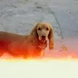 Ritrovare il cane smarrito con l'AI di Ring: come funziona