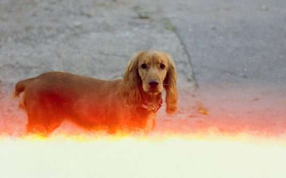 Ritrovare il cane smarrito con l'AI di Ring: come funziona