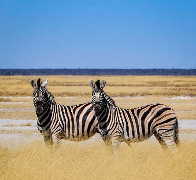 Fotografia con due zebre nella savana