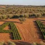 TraceMap: intelligenza artificiale contro le frodi alimentari