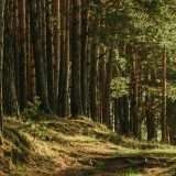 Famiglia nel bosco e privacy, il Garante: attenzione ai minori