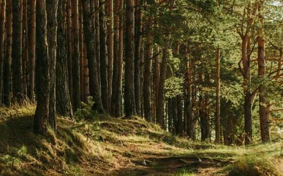 Famiglia nel bosco e privacy, il Garante: attenzione ai minori