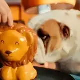 4% per 12 mesi? Apri un Conto Corrente Arancio e realizza i tuoi sogni