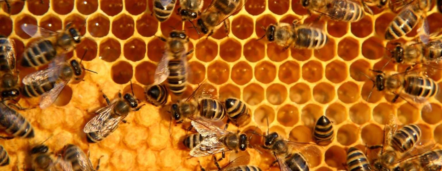 Anteprima: Le api superano i test di matematica: sanno davvero contare