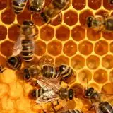 Le api superano i test di matematica: sanno davvero contare