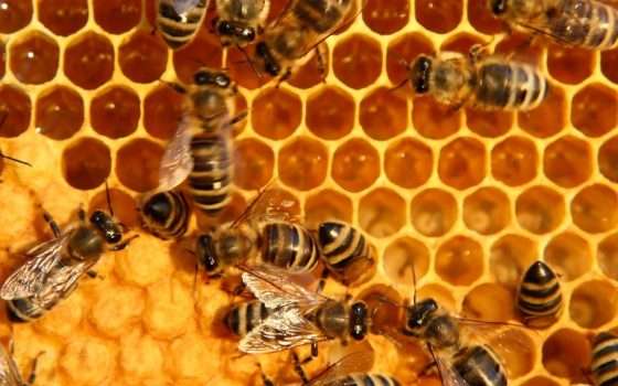 Le api superano i test di matematica: sanno davvero contare