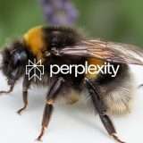 Perplexity Bumblebee: tool che scopre attacchi supply chain