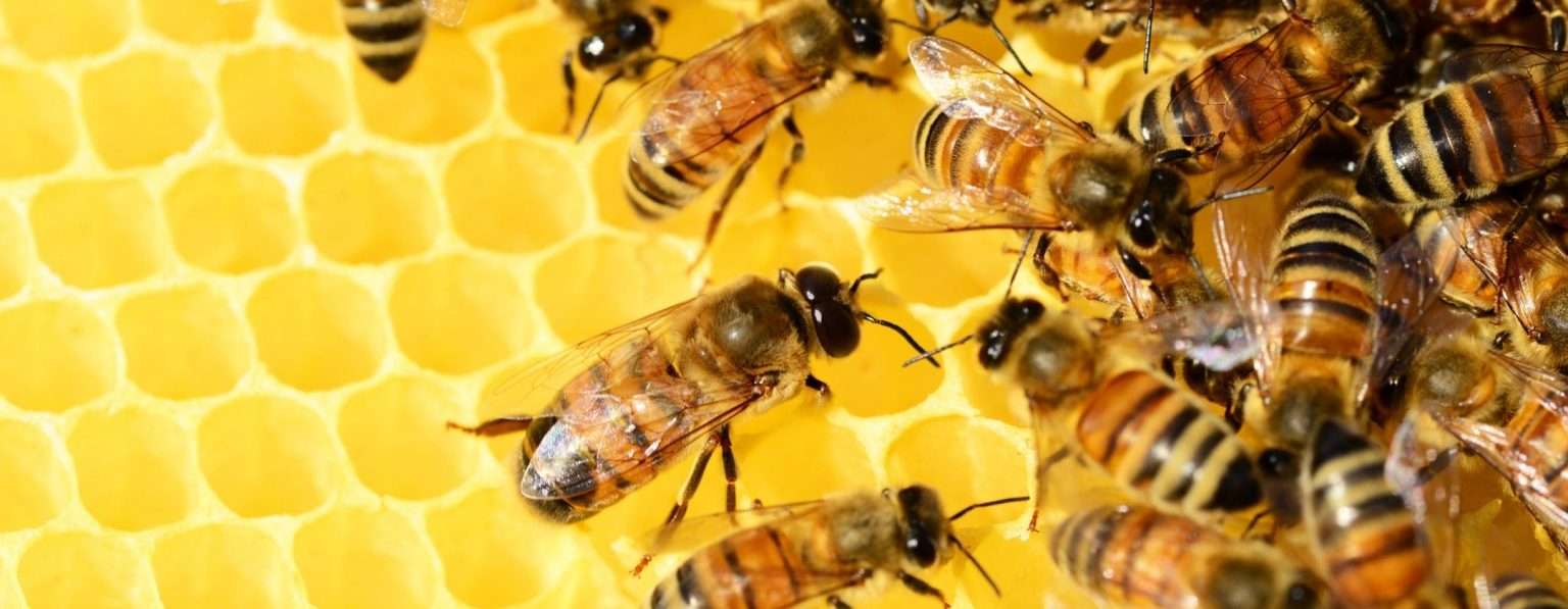 Anteprima: Api sotto attacco: arriva l’arma green contro i parassiti