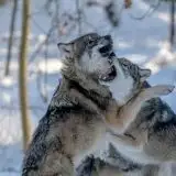 Come fanno i lupi di Chernobyl a essere 