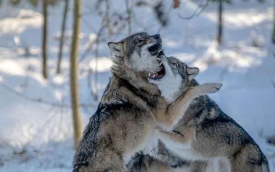 Come fanno i lupi di Chernobyl a essere 