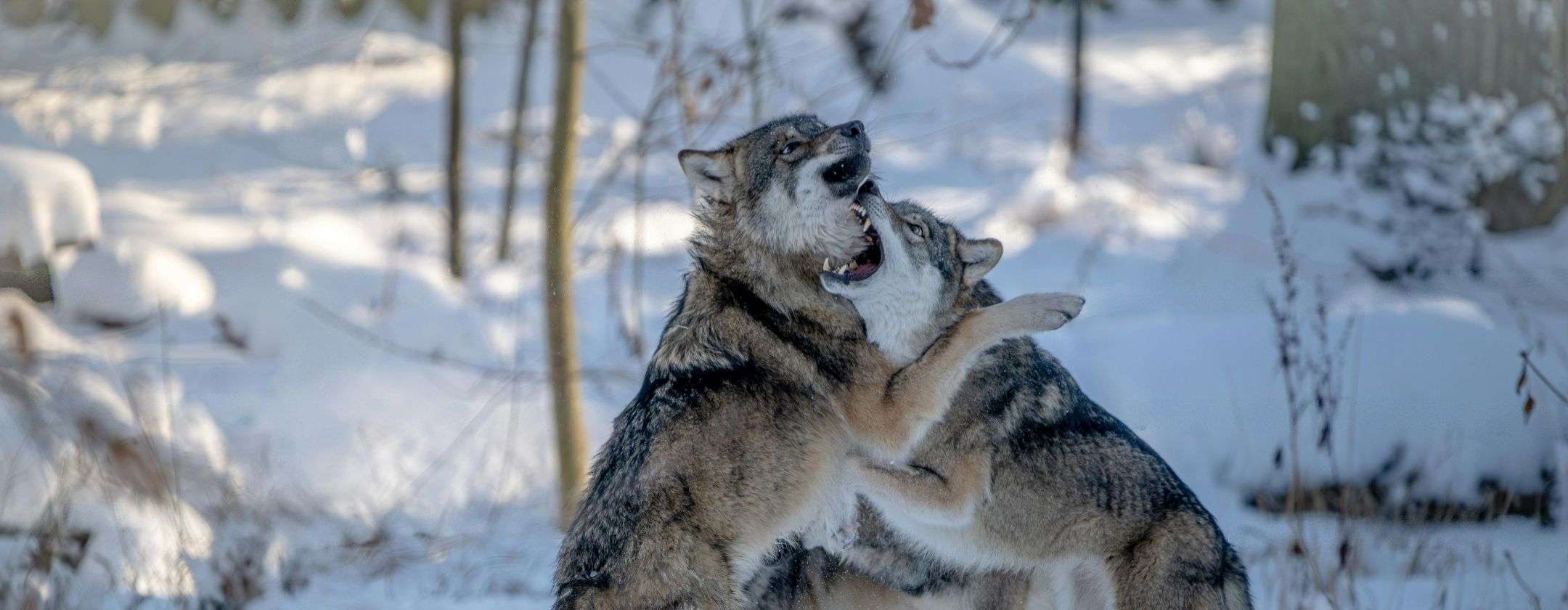 come-fanno-lupi-chernobyl-essere-immuni-radiazioni