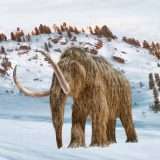 Le ossa conservate in un museo per 70 anni non sono di un mammut