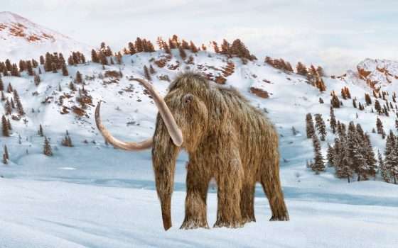 Le ossa conservate in un museo per 70 anni non sono di un mammut
