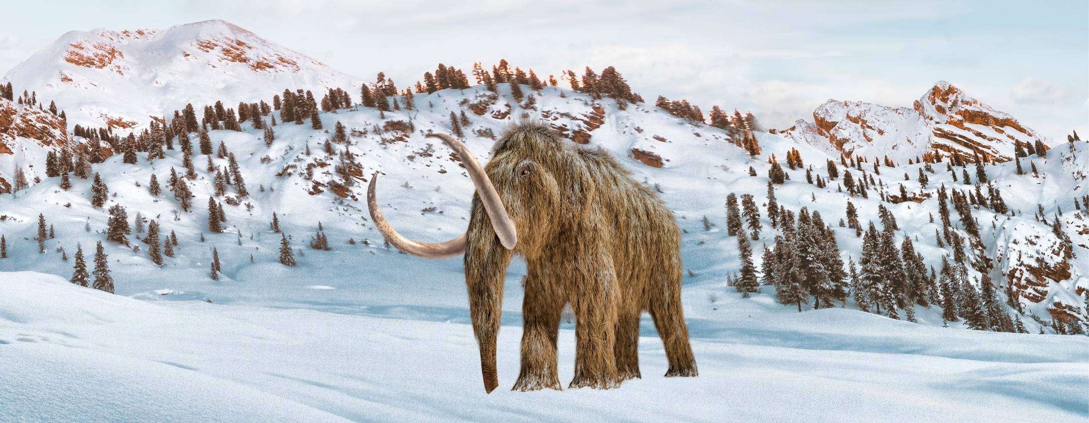 ossa-conservate-museo-70-anni-non-sono-mammut
