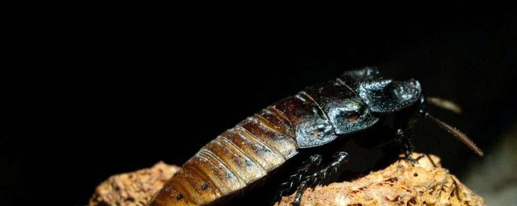 Tutti saremo spiati da insetti cyborg spia "invisibili"