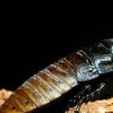 Tutti saremo spiati da insetti cyborg spia 