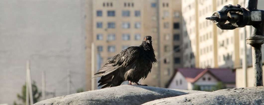 Gli uccelli di città hanno più paura delle donne