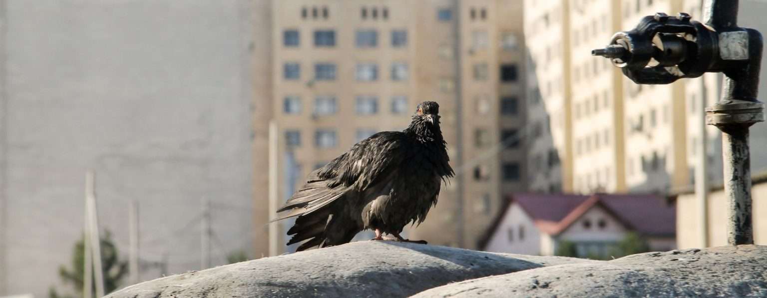Anteprima: Gli uccelli di città hanno più paura delle donne