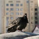 Gli uccelli di città hanno più paura delle donne
