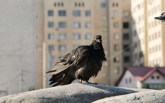 Gli uccelli di città hanno più paura delle donne
