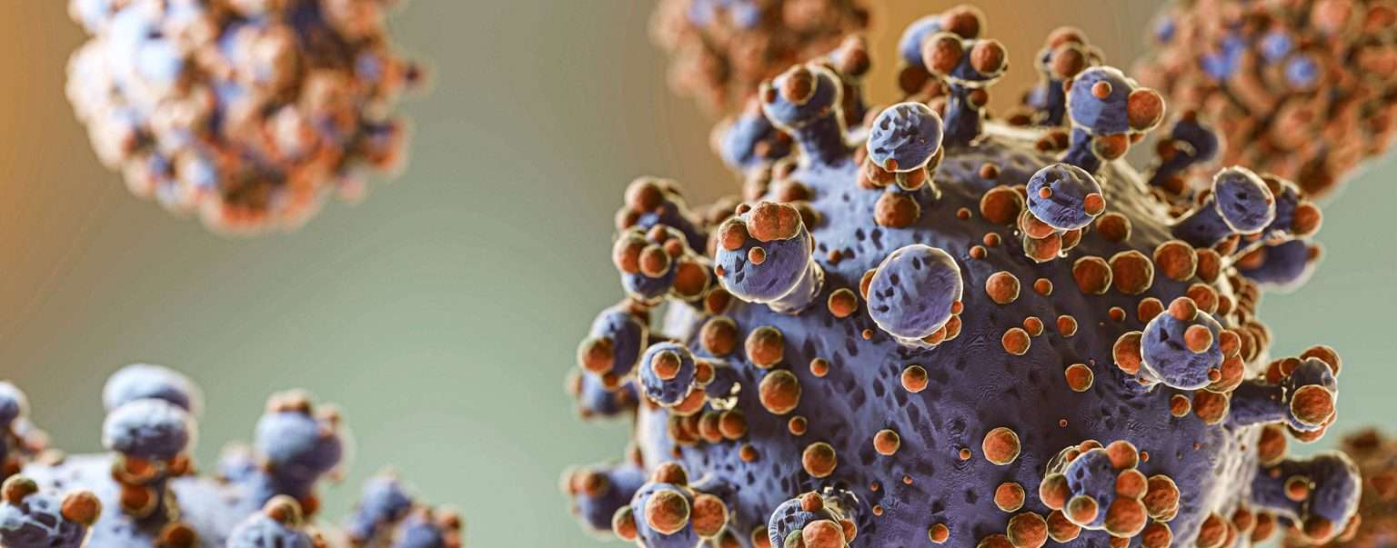 Anteprima: Hantavirus: boom di ricerche online, le fonti affidabili per informarsi