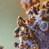 Hantavirus: boom di ricerche online, le fonti affidabili per informarsi