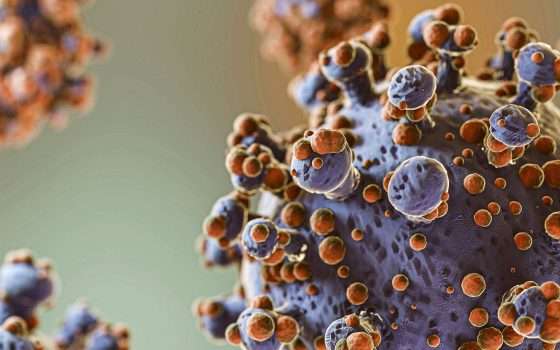 Hantavirus: boom di ricerche online, le fonti affidabili per informarsi