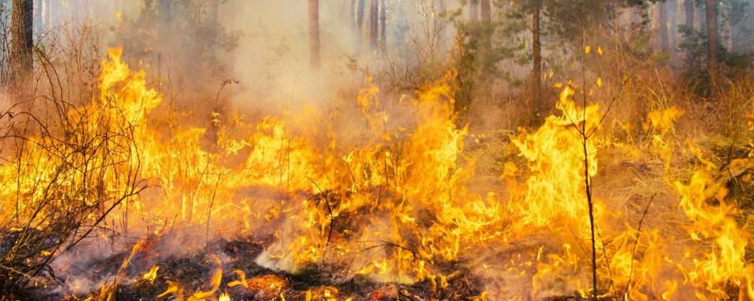 Gli incendi boschivi in Italia stanno devastando il nostro territorio