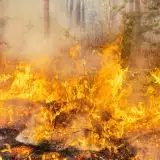 Gli incendi boschivi in Italia stanno devastando il nostro territorio