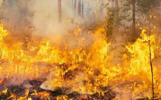 Gli incendi boschivi in Italia stanno devastando il nostro territorio