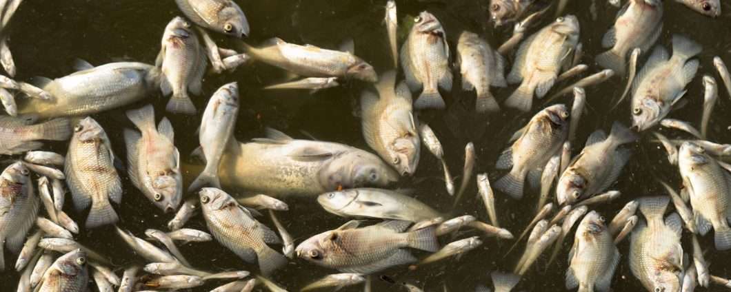 Ondata di calore killer: l’acqua bollente sta cuocendo i pesci vivi
