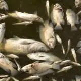 Ondata di calore killer: l’acqua bollente sta cuocendo i pesci vivi