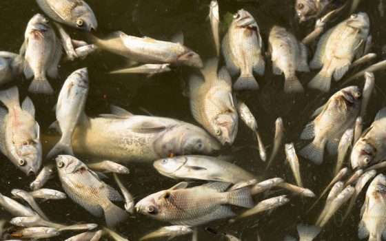 Ondata di calore killer: l’acqua bollente sta cuocendo i pesci vivi