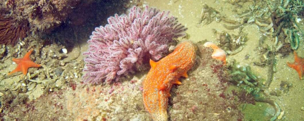 Questo cetriolo di mare non vuole morire: potrebbe vivere per sempre?