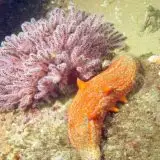 Questo cetriolo di mare non vuole morire: potrebbe vivere per sempre?