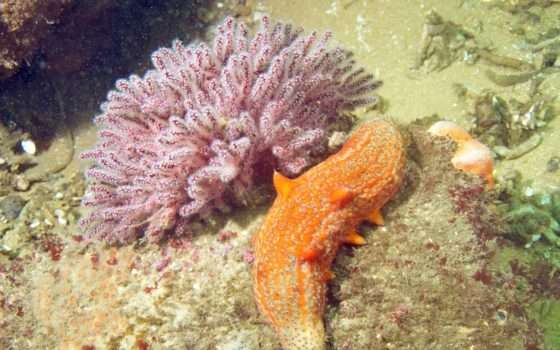 Questo cetriolo di mare non vuole morire: potrebbe vivere per sempre?