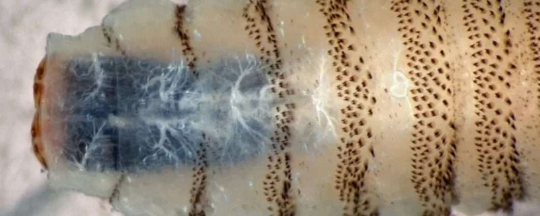 Un raro parassita carnivoro sta minacciando il Texas