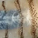 Un raro parassita carnivoro sta minacciando il Texas