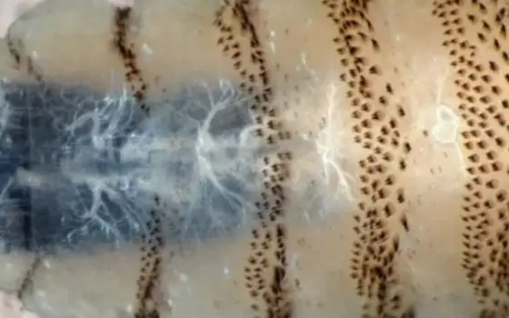 Un raro parassita carnivoro sta minacciando il Texas