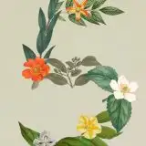 Claude Sonnet 5: versione economica di Opus 4.8
