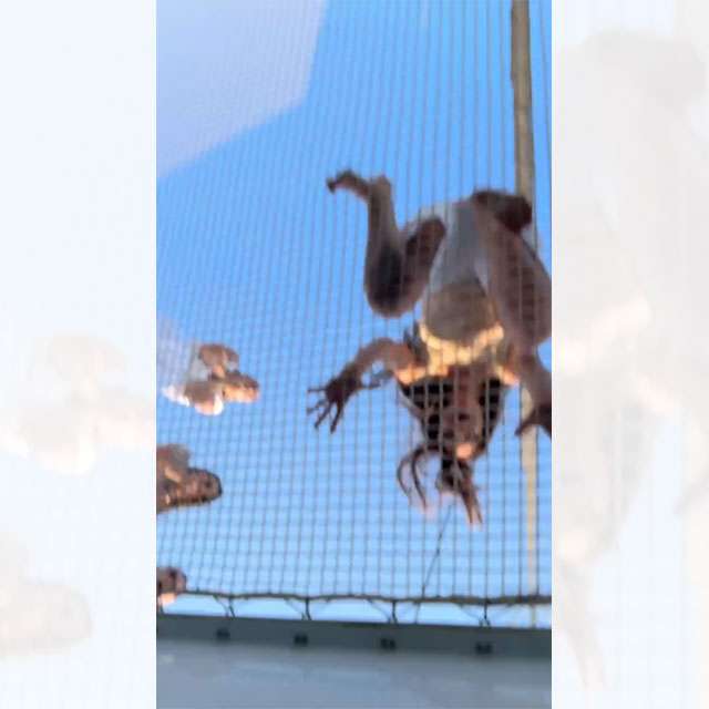 Un frame del video