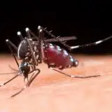 Per fermare la zanzara tigre ne rilasciano milioni